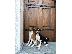 PoulaTo: TOP σκυλιά Basenji
